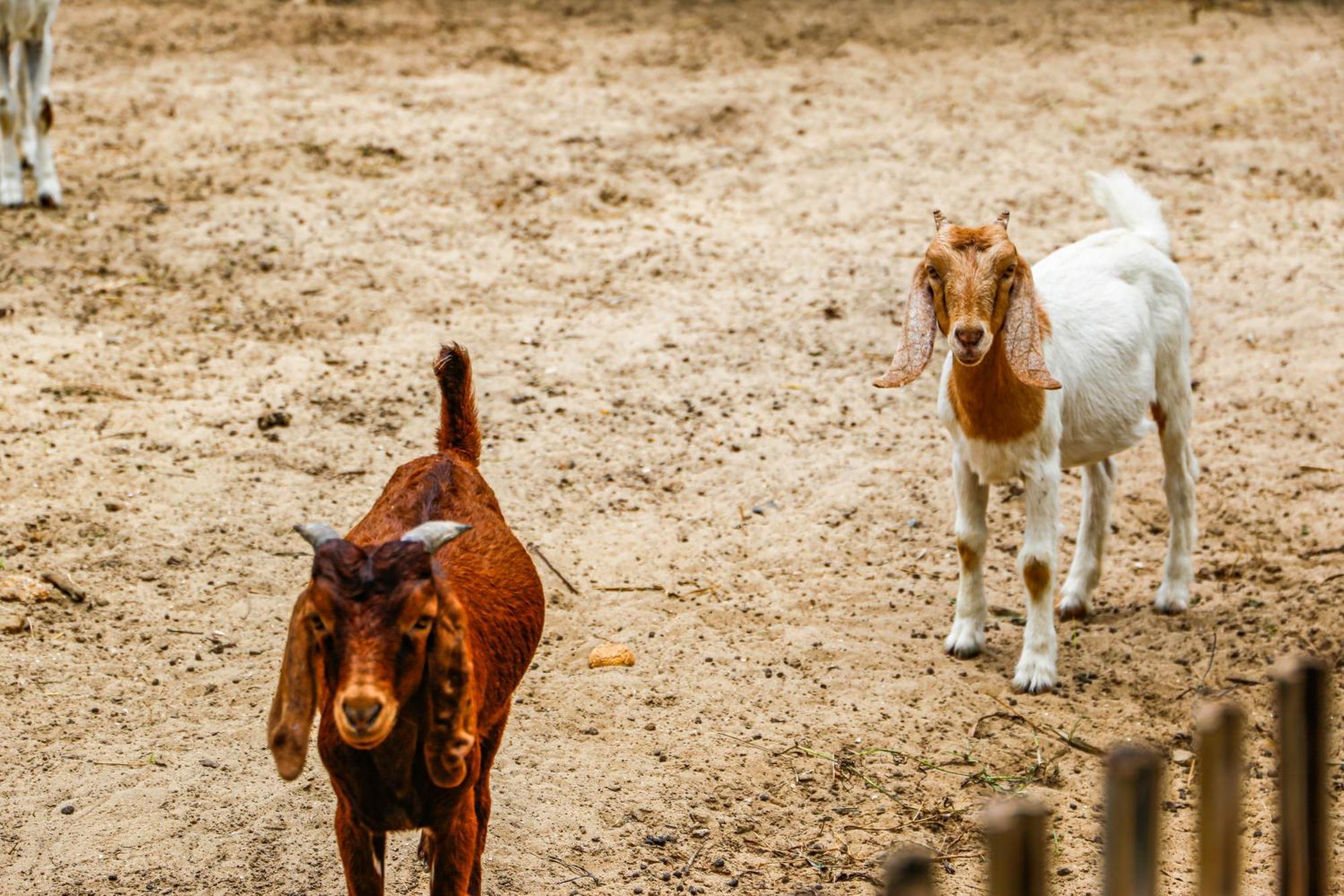 Melia Ho Tram Beach Resort Eksteriør bilde Goats at the zoo
